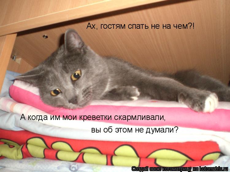 Ах, гостям спать не на чем?! А когда им мои креветки скармливали, вы об этом не думали?... Котоматрица: Ах, гостям спать не на чем?! А когда им мои креветки скармливали, вы об этом не думали?