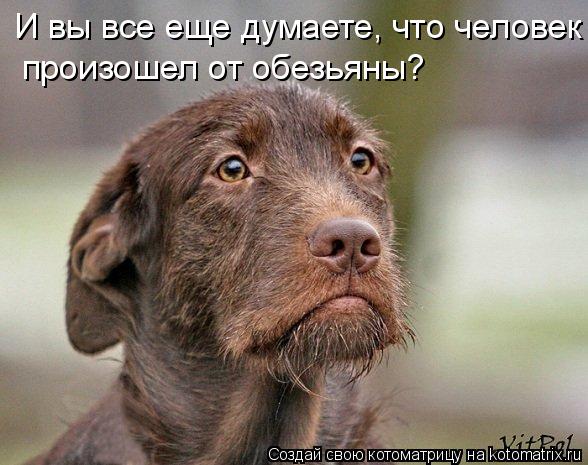 И вы все еще думаете, что человек произошел от обезьяны?... Котоматрица: И вы все еще думаете, что человек произошел от обезьяны?