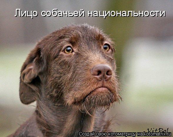 Лицо собачьей национальности... Котоматрица: Лицо собачьей национальности