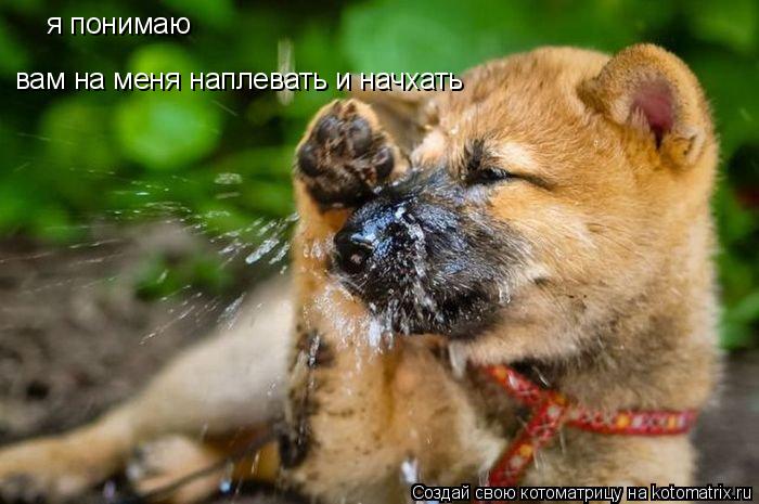 я понимаю вам на меня наплевать и начхать... Котоматрица: я понимаю вам на меня наплевать и начхать