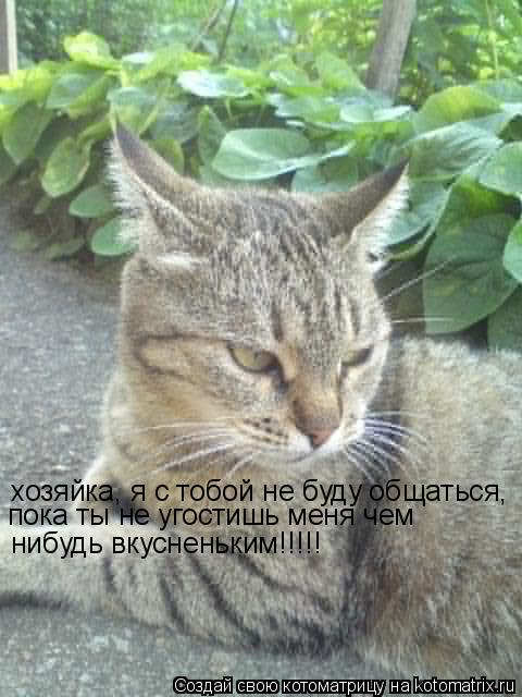 хозяйка, я с тобой не буду общаться пока ты не угостишь меня чем нибудь вкусненьким!!!!! ,... Котоматрица: хозяйка, я с тобой не буду общаться пока ты не угостишь меня чем нибудь вкусненьким!!!!! ,