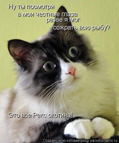 Ну ты посмотри в мои честные глаза разве я мог сожрать всю рыбу? Это все Рекс скотина!... Котоматрица: Ну ты посмотри в мои честные глаза разве я мог сожрать всю рыбу? Это все Рекс скотина!