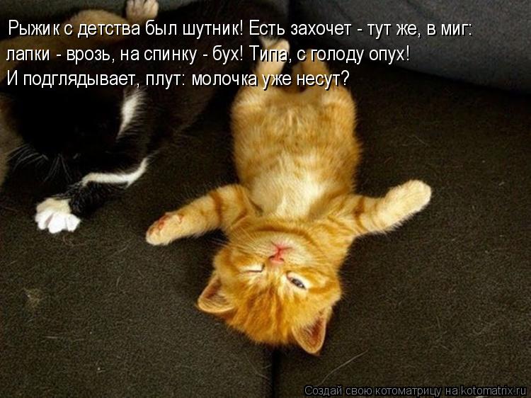 Рыжик с детства был шутник! Есть захочет - тут же, в миг: лапки - врозь, на спинку - бух! Типа, с гол... Котоматрица: Рыжик с детства был шутник! Есть захочет - тут же, в миг: лапки - врозь, на спинку - бух! Типа, с голоду опух! И подглядывает, плут: молочка уже не