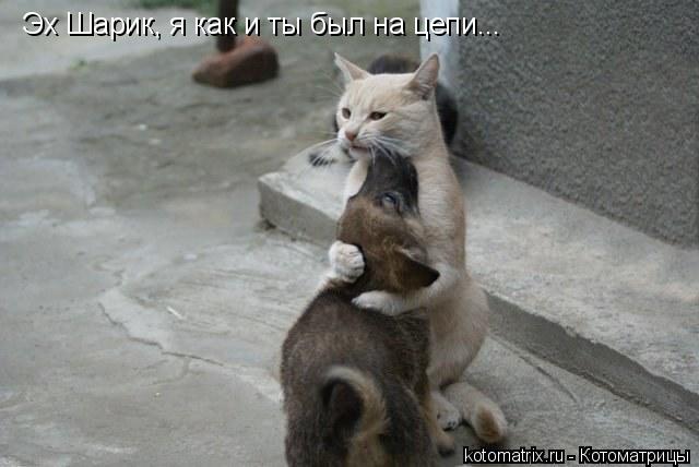 Эх Шарик, я как и ты был на цепи...... Котоматрица: Эх Шарик, я как и ты был на цепи...