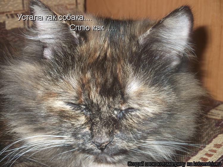 Устала как собака.... Устала как собака.... Сплю как ........ Котоматрица: Устала как собака.... Устала как собака.... Сплю как .....