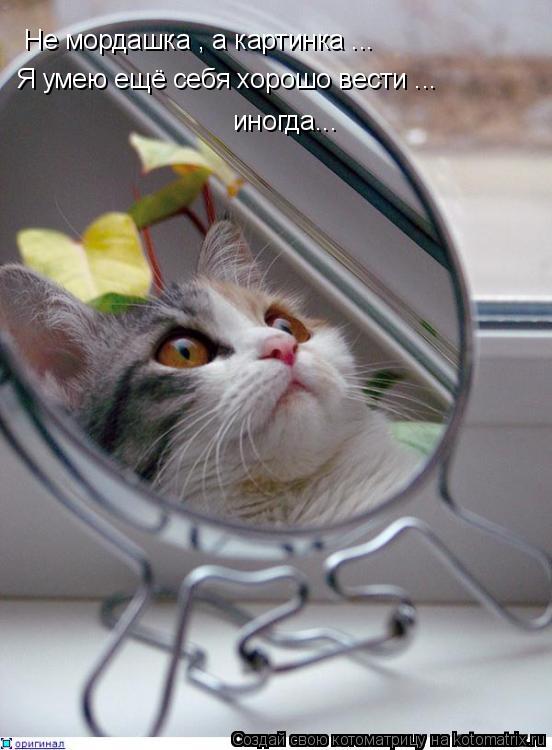 Котоматрица: Не мордашка , а картинка ... Я умею ещё себя хорошо вести ... иногда...