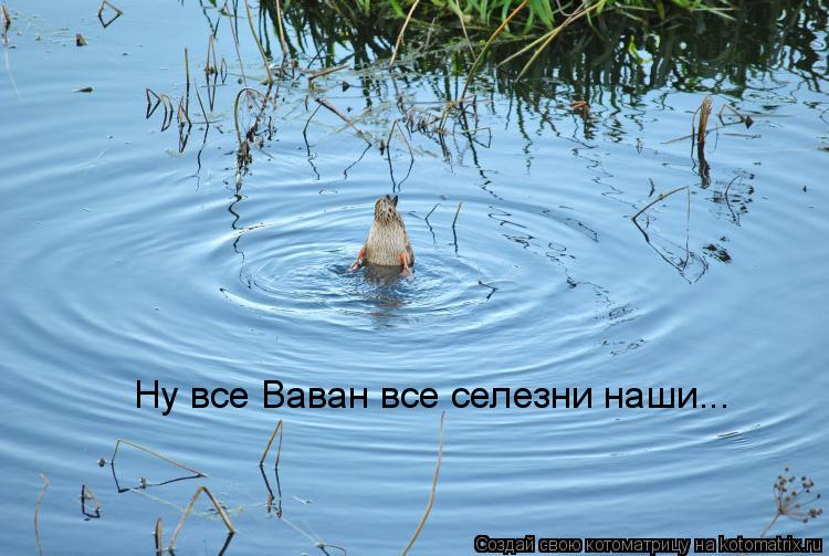 Ну все Ваван все селезни наши...... Котоматрица: Ну все Ваван все селезни наши...