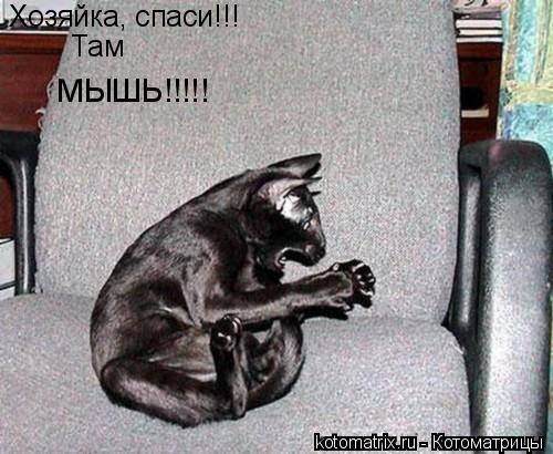 Котоматрица: Хозяйка, спаси!!! Там МЫШЬ!!!!!