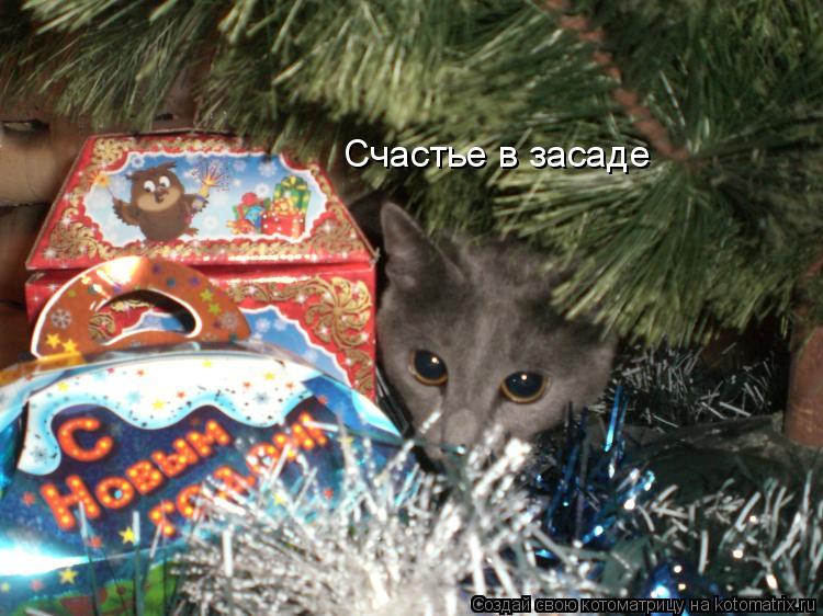Счастье в засаде... Котоматрица: Счастье в засаде