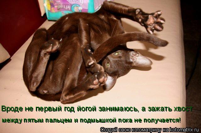 Вроде не первый год йогой занимаюсь, а зажать хвост между пятым пальцем и подмышкой пока не получаетс... Котоматрица: Вроде не первый год йогой занимаюсь, а зажать хвост между пятым пальцем и подмышкой пока не получается!