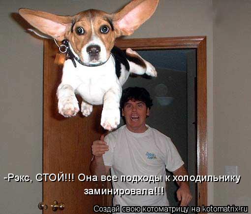 -Рэкс, СТОЙ!!! Она все подходы к холодильнику заминировала!!!... Котоматрица: -Рэкс, СТОЙ!!! Она все подходы к холодильнику заминировала!!!