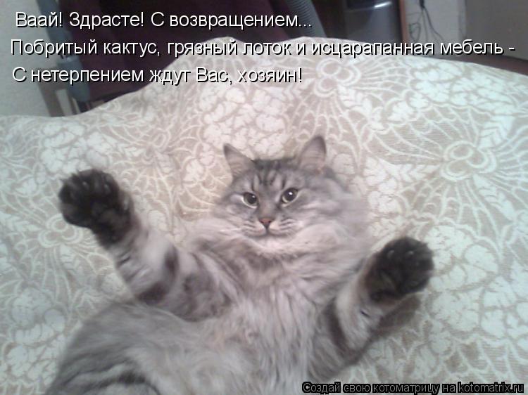 Ваай! Здрасте! С возвращением... Побритый кактус, грязный лоток и исцарапанная мебель - С нетерпением... Котоматрица: Ваай! Здрасте! С возвращением... Побритый кактус, грязный лоток и исцарапанная мебель - С нетерпением ждут Вас, хозяин!