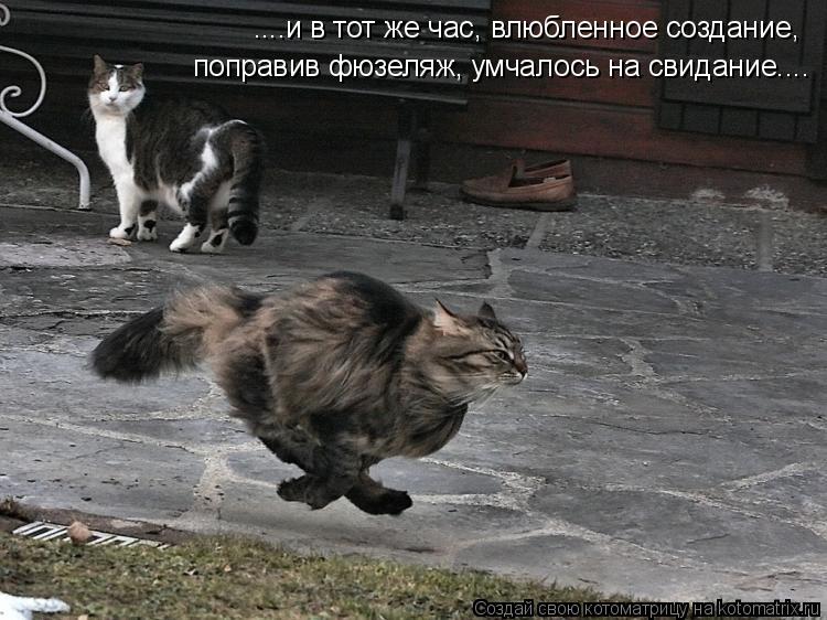 ....и в тот же час, влюбленное создание, поправив фюзеляж, умчалось на свидание....... Котоматрица: ....и в тот же час, влюбленное создание, поправив фюзеляж, умчалось на свидание....