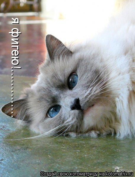 я фигею!................. Котоматрица: я фигею!..............