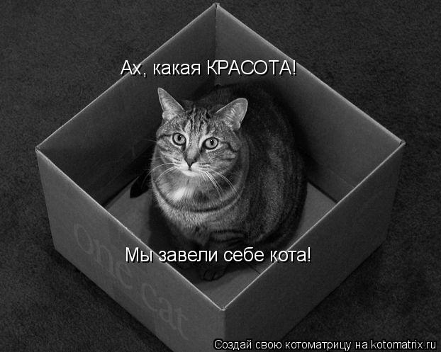 Ах, какая КРАСОТА! Мы завели себе кота!... Котоматрица: Ах, какая КРАСОТА! Мы завели себе кота!