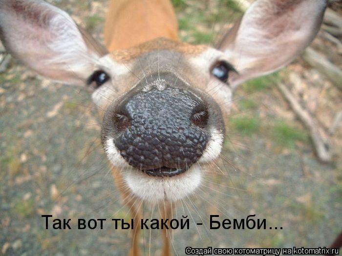 Так вот ты какой - Бемби...... Котоматрица: Так вот ты какой - Бемби...
