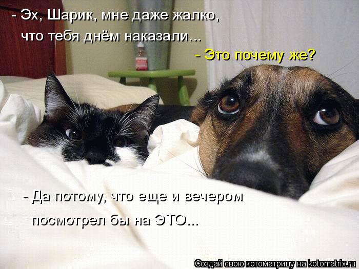 Котоматрица: - Эх, Шарик, мне даже жалко,  что тебя днём наказали... - Это почему же? - Да потому, что еще и вечером  посмотрел бы на ЭТО...