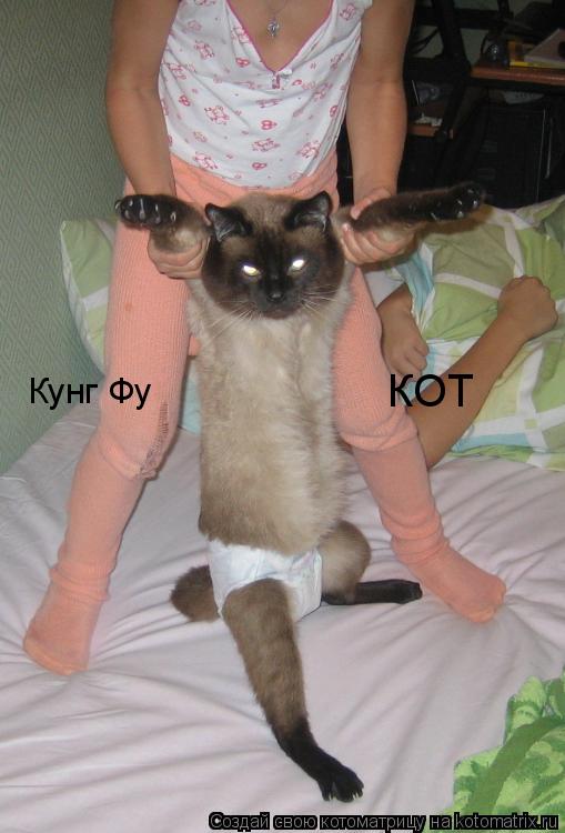 Кунг Фу КОТ... Котоматрица: Кунг Фу КОТ