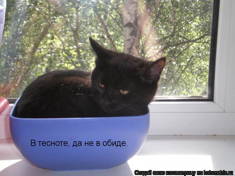 В тесноте, да не в обиде.... Котоматрица: В тесноте, да не в обиде.