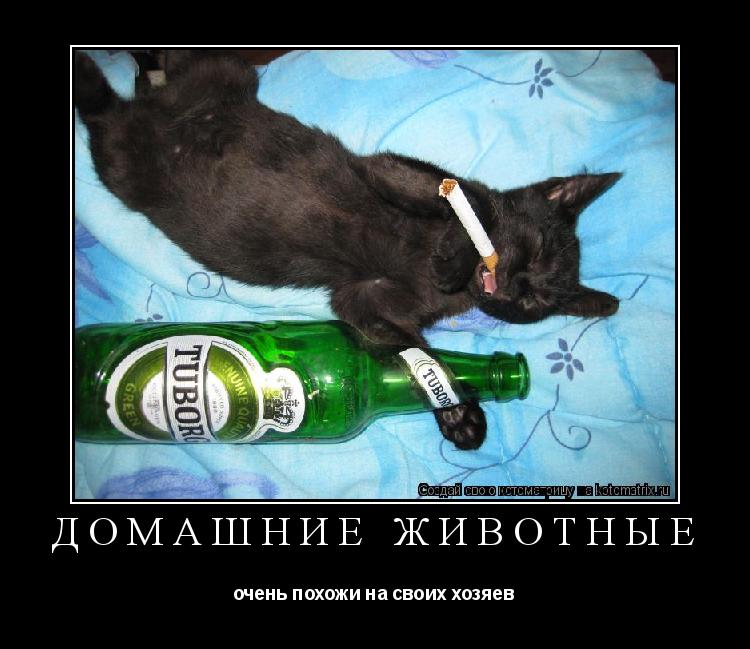домашние животные очень похожи на своих хозяев... Котоматрица: домашние животные очень похожи на своих хозяев