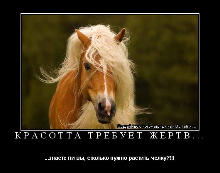 красотта требует жертв... ...знаете ли вы, сколько нужно растить чёлку?!!!... Котоматрица: красотта требует жертв... ...знаете ли вы, сколько нужно растить чёлку?!!!