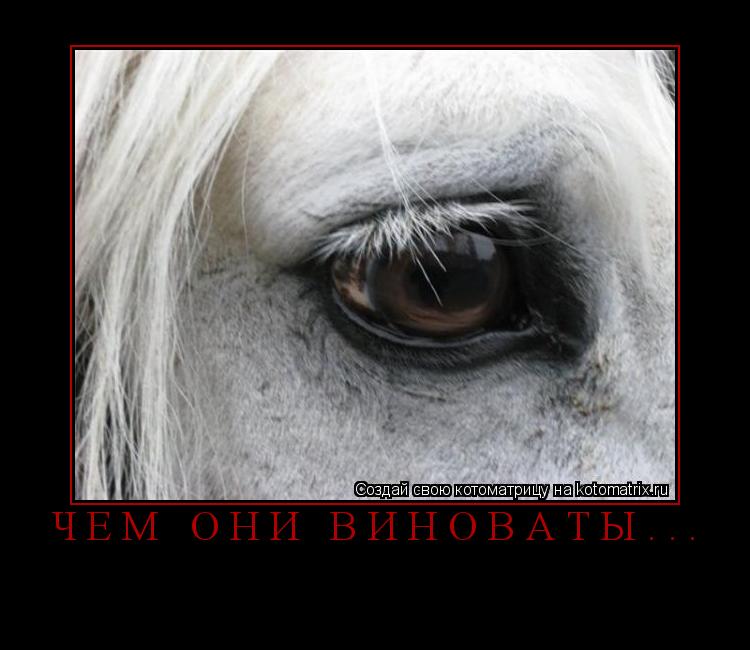 чем они виноваты... ... Котоматрица: чем они виноваты...