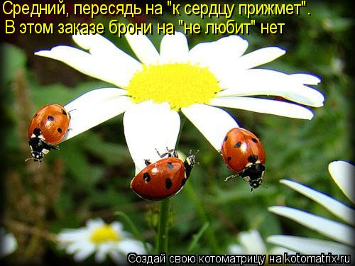 Средний, пересядь на "к сердцу прижмет". В этом заказе брони на "не любит" нет... Котоматрица: Средний, пересядь на "к сердцу прижмет". В этом заказе брони на "не любит" нет