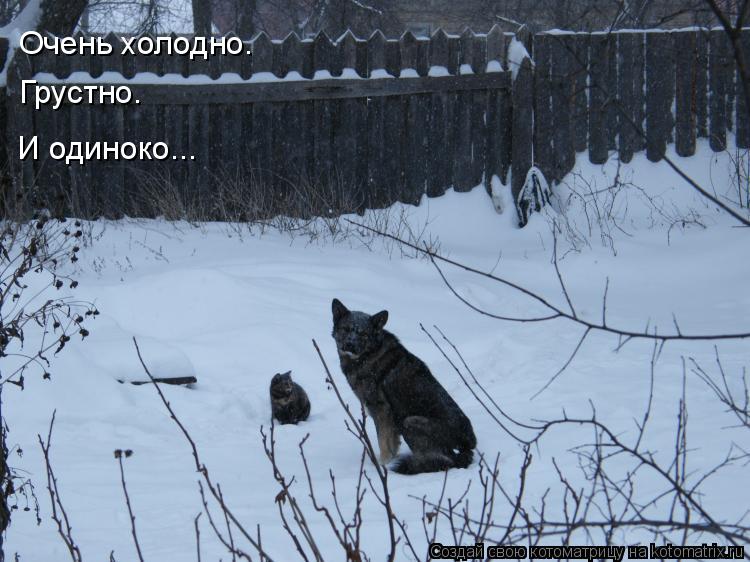 Очень холодно. Грустно. И одиноко...... Котоматрица: Очень холодно. Грустно. И одиноко...