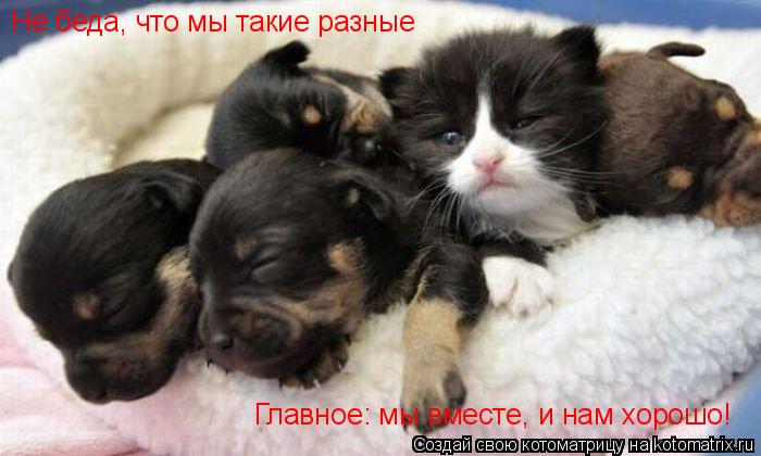 http://kotomatrix.ru/images/lolz/2010/09/24/686693.jpg