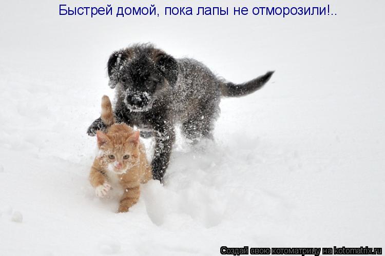 Котоматрица: Быстрей домой, пока лапы не отморозили!..