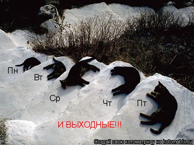 Ср Вт Пн Чт Пт И ВЫХОДНЫЕ!!!... Котоматрица: Ср Вт Пн Чт Пт И ВЫХОДНЫЕ!!!