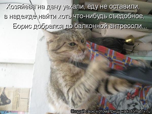 Хозяйева на дачу уехали, еду не оставили, в надежде найти хоть что-нибудь съедобное Борис добрался д... Котоматрица: Хозяйева на дачу уехали, еду не оставили, в надежде найти хоть что-нибудь съедобное Борис добрался до балконной антресоли... ,