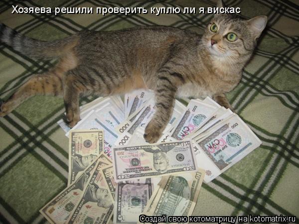 Хозяева решили проверить куплю ли я вискас... Котоматрица: Хозяева решили проверить куплю ли я вискас