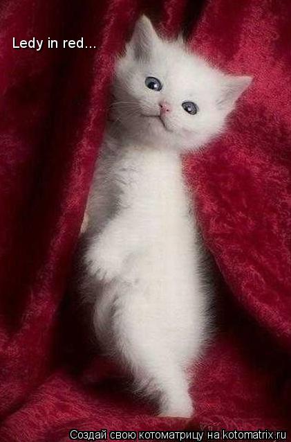 Ledy in red...... Котоматрица: Ledy in red...