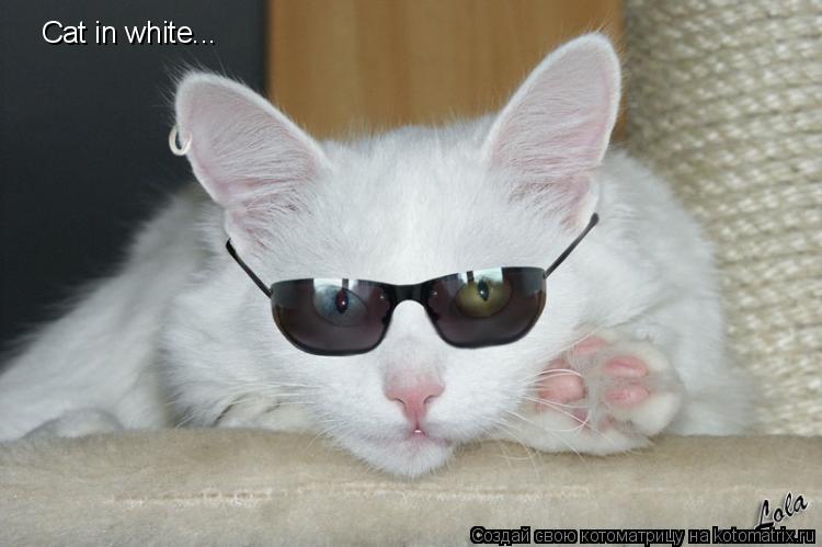 Cat in white...... Котоматрица: Cat in white...