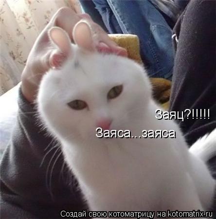 Заяц?!!!!! Заяса...заяса... Котоматрица: Заяц?!!!!! Заяса...заяса