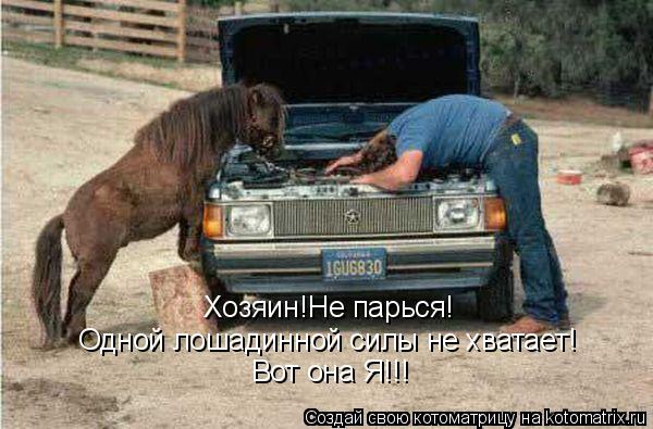 Хозяин!Не парься! Одной лошадинной силы не хватает! Вот она Я!!!... Котоматрица: Хозяин!Не парься! Одной лошадинной силы не хватает! Вот она Я!!!
