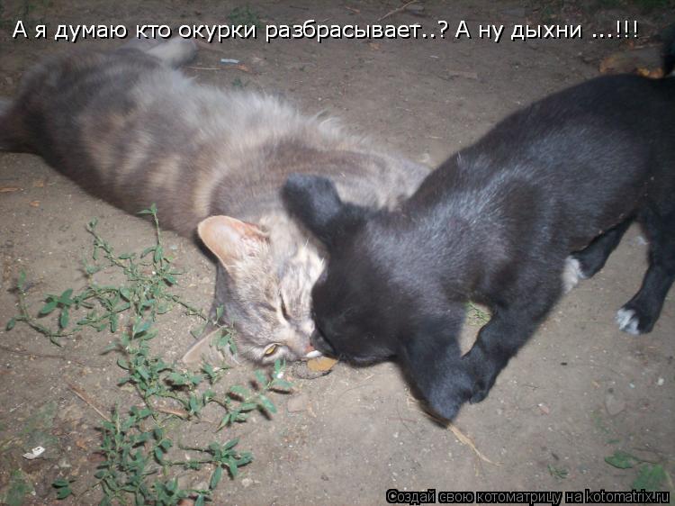А я думаю кто окурки разбрасывает..? А ну дыхни ...!!! А я думаю кто окурки разбрасывает..? А ну дыхн... Котоматрица: А я думаю кто окурки разбрасывает..? А ну дыхни ...!!! А я думаю кто окурки разбрасывает..? А ну дыхни ...!!!