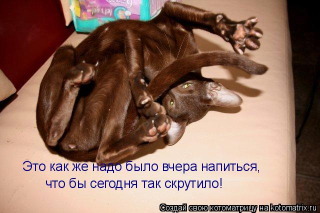 Это как же надо было вчера напиться, что бы сегодня так скрутило!... Котоматрица: Это как же надо было вчера напиться, что бы сегодня так скрутило!