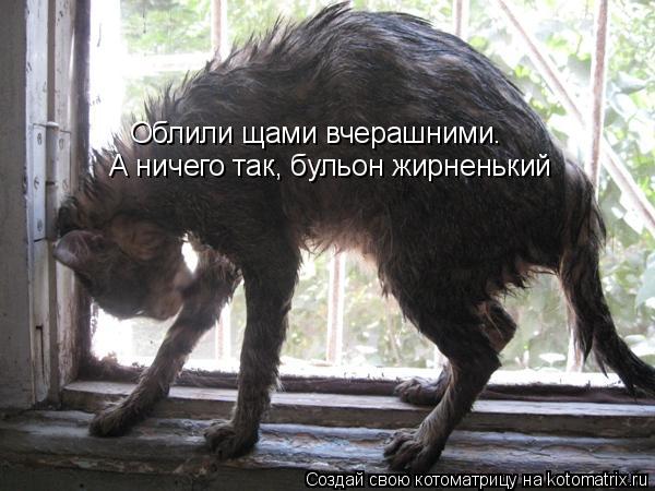 Облили щами вчерашними. А ничего так, бульон жирненький... Котоматрица: Облили щами вчерашними. А ничего так, бульон жирненький