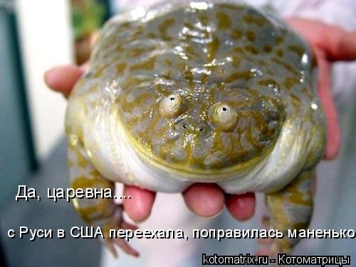Да, царевна.... с Руси в США переехала, поправилась маненько... Котоматрица: Да, царевна.... с Руси в США переехала, поправилась маненько