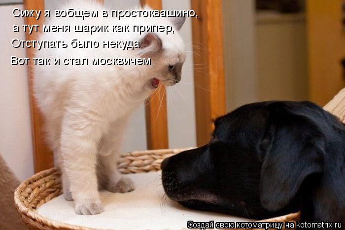 Сижу я вобщем в простоквашино, а тут меня шарик как припер, Отступать было некуда Вот так и стал мо... Котоматрица: Сижу я вобщем в простоквашино, а тут меня шарик как припер, Отступать было некуда Вот так и стал москвичем