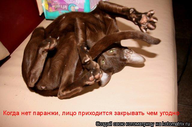 Когда нет паранжи, лицо приходится закрывать чем угодно... Котоматрица: Когда нет паранжи, лицо приходится закрывать чем угодно