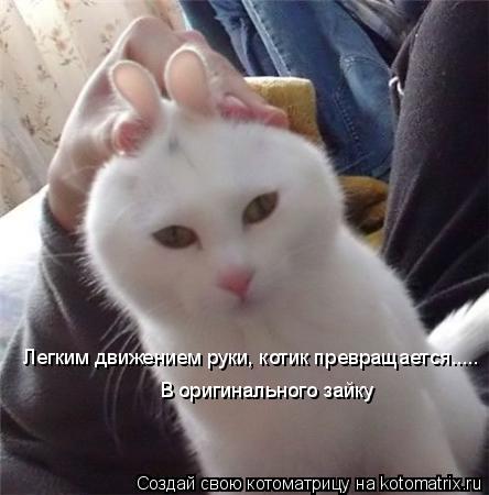 Легким движением руки, котик превращается..... В оригинального зайку... Котоматрица: Легким движением руки, котик превращается..... В оригинального зайку