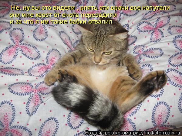 Не, ну вы это видели , рпять эти врачи все напутали они мне хвост от енота пересадили и за что я им ... Котоматрица: Не, ну вы это видели , рпять эти врачи все напутали они мне хвост от енота пересадили и за что я им такие бабки отвалил