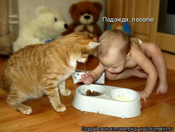 Подожди, посолю... Котоматрица: Подожди, посолю