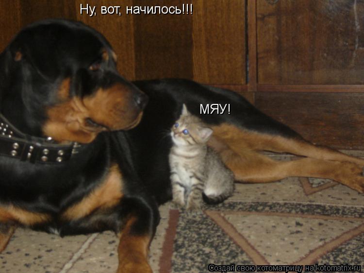 МЯУ! Ну, вот, начилось!!!... Котоматрица: МЯУ! Ну, вот, начилось!!!