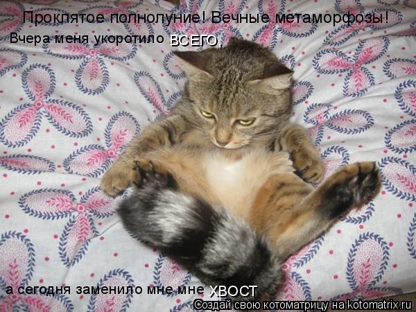 Котоматрица: Проклятое полнолуние! Вечные метаморфозы! а сегодня заменило мне мне . Вчера меня укоротило   ВСЕГО,  ХВОСТ