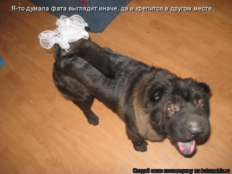 Я-то думала фата выглядит иначе, да и крепится в другом месте..... Котоматрица: Я-то думала фата выглядит иначе, да и крепится в другом месте..