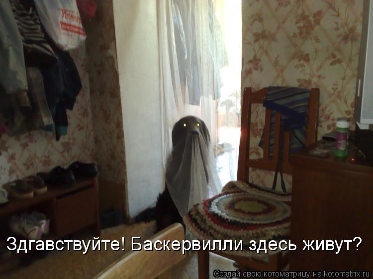 Здгавствуйте! Баскервилли здесь живут?... Котоматрица: Здгавствуйте! Баскервилли здесь живут?